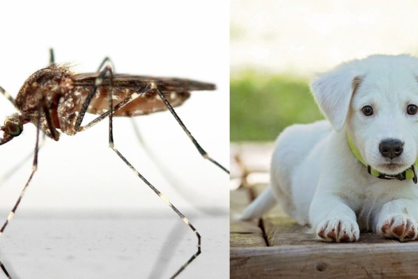 Δώστε βάση: Έτσι θα προστατέψετε τα κατοικίδιά σας από τα τσιμπήματα των κουνουπιών