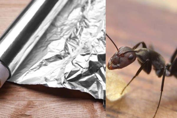 «Πάπαλα» μυρμήγκια και κατσαρίδες: Το «μαγικό όπλο» με αλουμινόχαρτο και 1 ακόμα υλικό