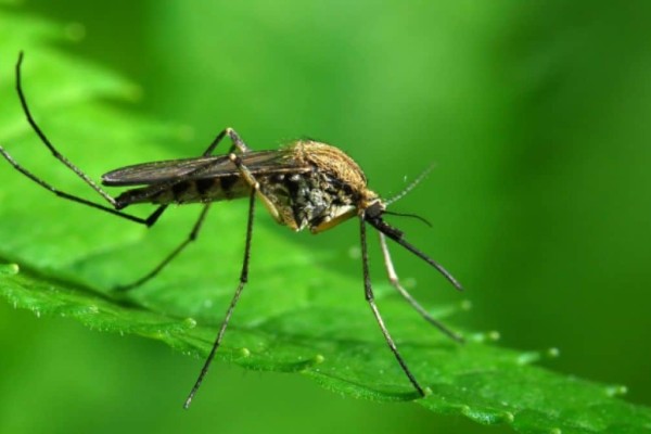 Φυτά «ήρωες»: Τα κουνούπια γίνονται παρελθόν