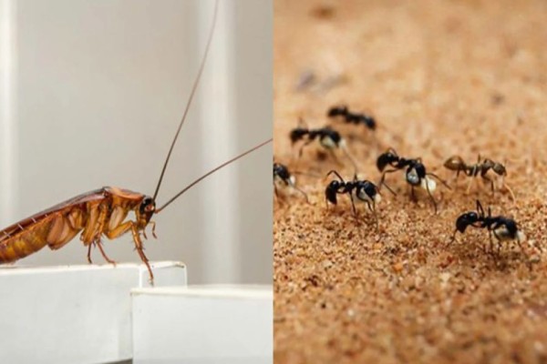 Έτσι θα τα εξαφανίσεις μια για πάντα: Απαλλάξου από κατσαρίδες και μυρμήγκια με 2 φυσικά κόλπα
