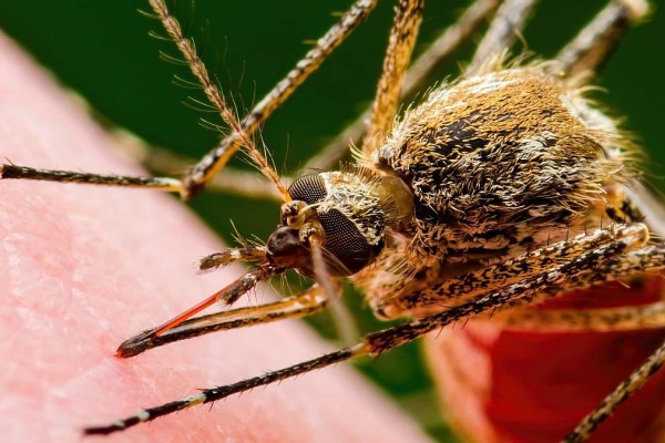 Ποια είναι τα δύο κουνούπια που απειλούν την Ευρώπη; Έχουν βρει καταφύγιο σε Ελλάδα και Κύπρο