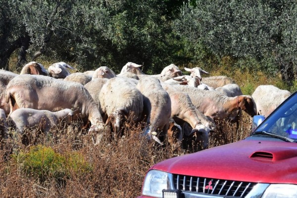 Ερωτήματα για το πως ήρθε η πανώλη - Νέα κρούσματα στη Λάρισα