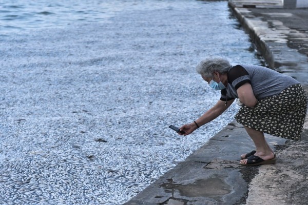 Δεν άντεξαν στην Ένωση Ξενοδόχων Μαγνησίας: Προσφεύγουν στη Δικαιοσύνη για το θλιβερό θέαμα με τα νεκρά ψάρια στον Παγασητικό