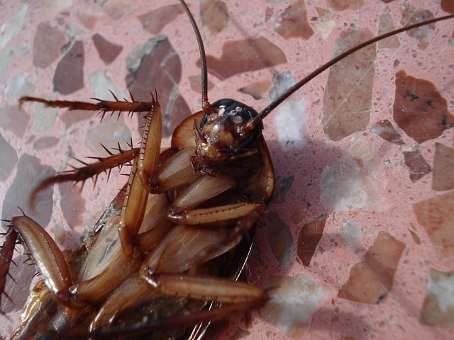 Κατσαρίδα