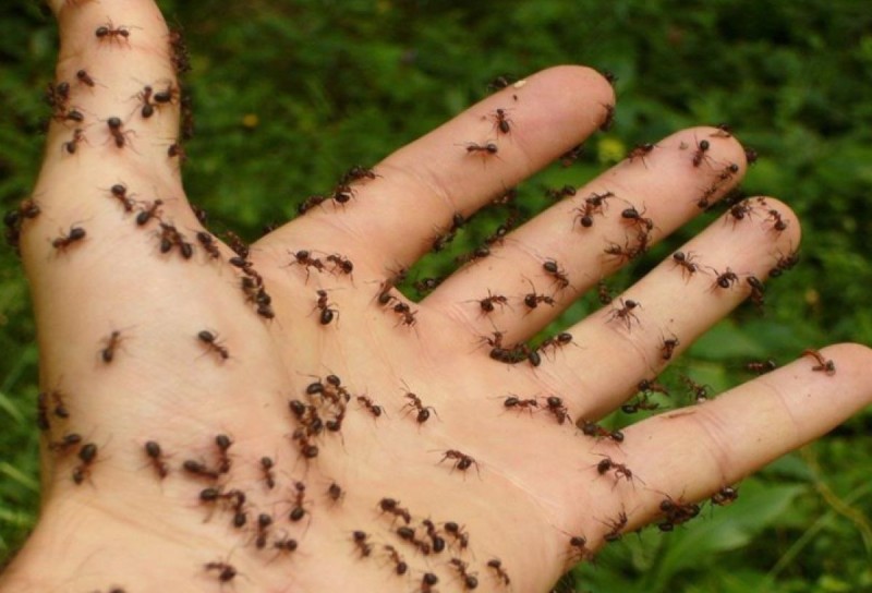 Μυρμήγκια στο σπίτι 