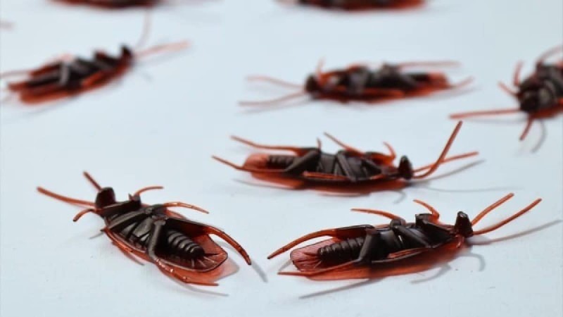 «Παλούκι» για τις κατσαρίδες: Ο θανατηφόρος συνδυασμός με μαγειρική σόδα και 1 ακόμα υλικό