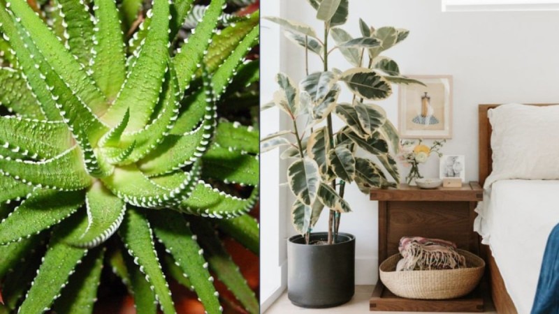 Φυσικός «κλιματισμός»: Αυτά είναι τα 3 φυτά εσωτερικού χώρου για να νικήσεις τη ζέστη
