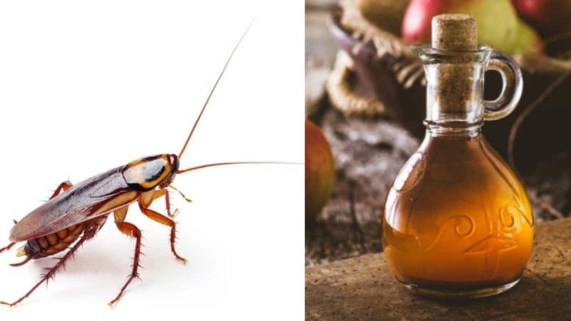 Κατσαρίδες γιοκ: Το φυσικό προϊόν που θα τις εξαφανίσει μια για πάντα από το σπίτι σας