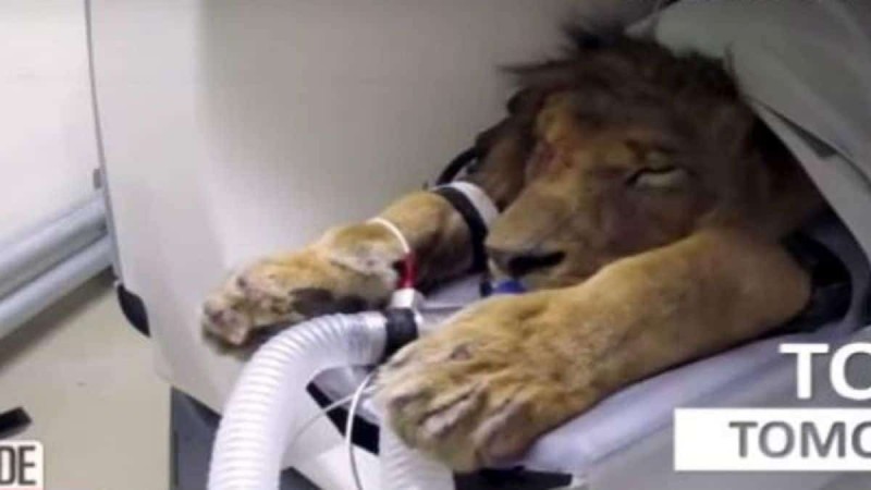 Αυτό το λιοντάρι μπήκε στο νοσοκομείο. Αυτό που συνέβη έπειτα θα σας σοκάρει!