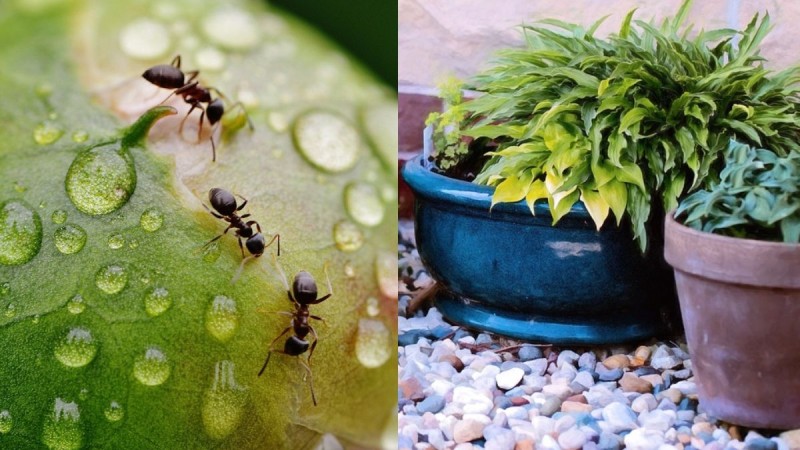 Τέλος μια και καλή: Έτσι θα ξεφορτωθείτε τα μυρμήγκια από τις γλάστρες των φυτών σας και τις ζαντινιέρες