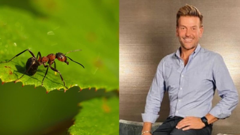 «Bye Bye» μυρμήγκια: Ο Σπύρος Σούλης προτείνει τον καλύτερο φυσικό τρόπο για να τα απομακρύνετε