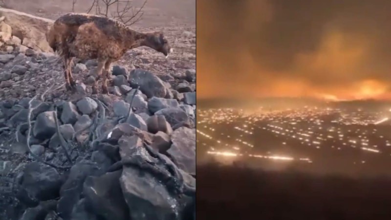 Ανείπωτη τραγωδία στην Τουρκία: Πέντε νεκροί και δεκάδες νεκρά ζώα από φωτιά (video)