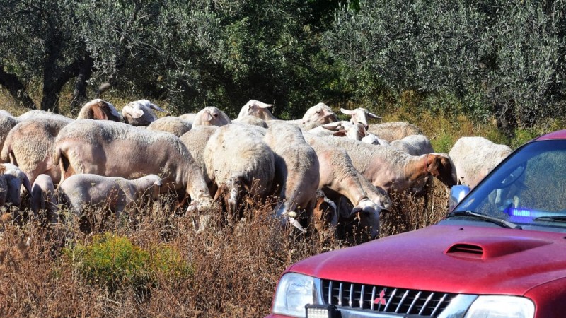 Ερωτήματα για το πως ήρθε η πανώλη - Νέα κρούσματα στη Λάρισα